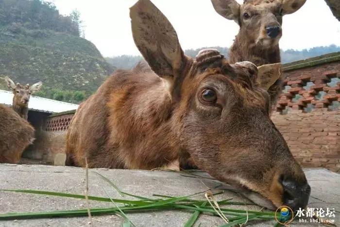 水都网友看农业感受水都新变化
