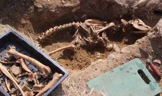 狼人进化史,关于狼人的变异视频