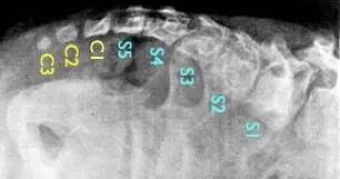 狼人进化史,关于狼人的变异视频