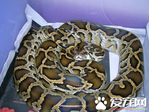 缅甸蟒饲养,缅甸蟒能养吗