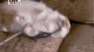 波斯猫眯着它的双眼抖音,波斯猫的眼神