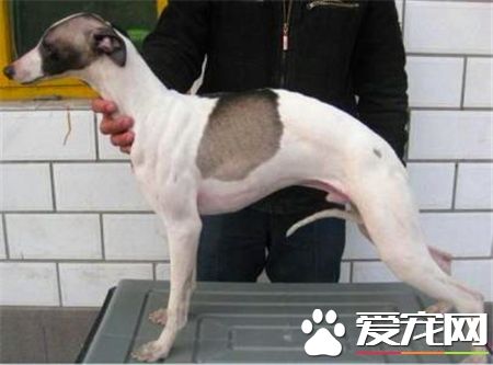 灵缇犬幼崽怎么辨别,如何才能挑选到一条好的灵缇幼犬