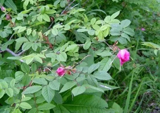 月季玫瑰蔷薇都属于什么科,蔷薇玫瑰月季一年开几次花