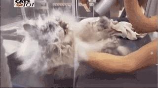 波斯猫眯着它的双眼抖音,波斯猫的眼神