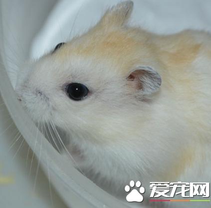 布丁仓鼠怎么训练如何训练布丁仓鼠