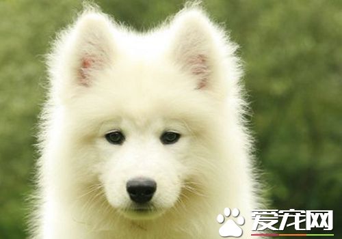 如何喂养萨摩耶,如何饲养萨摩耶幼犬不咬人