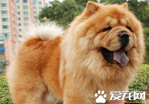 松狮犬的喂养技巧,松狮犬怎么喂养