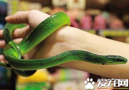 宠物蛇的饲养方法,宠物蛇如何养殖视频