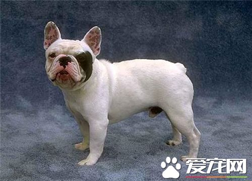 法国斗牛犬极品法斗,法国斗牛犬法斗纯种