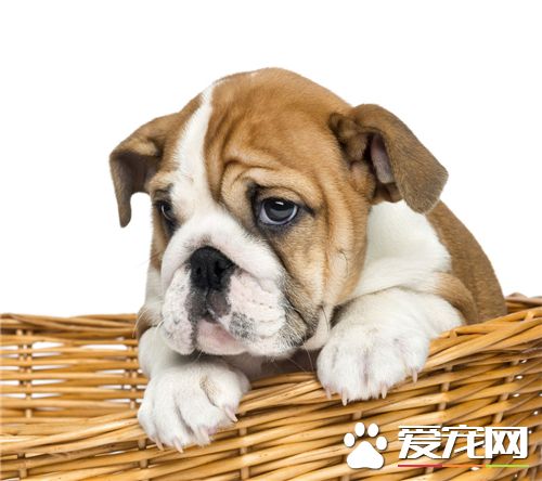 法国斗牛犬极品法斗,法国斗牛犬法斗纯种