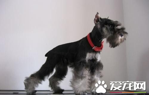 迷你雪纳瑞吃多少狗粮,雪纳瑞洗澡多少度水