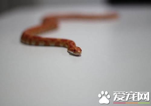 宠物蛇的饲养方法,宠物蛇如何养殖视频