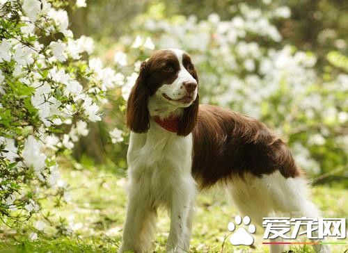 史宾格犬哪里卖,史宾格犬哪里有出售的