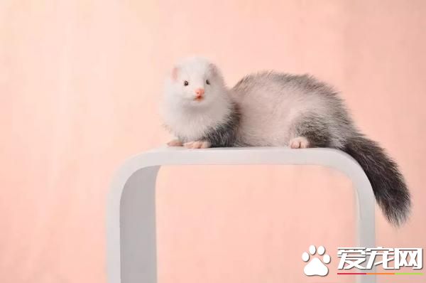 宠物貂生活习性宠物貂顽皮活泼生性好动