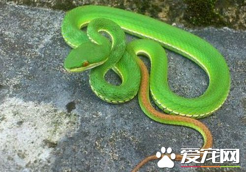 宠物蛇的饲养方法,宠物蛇如何养殖视频