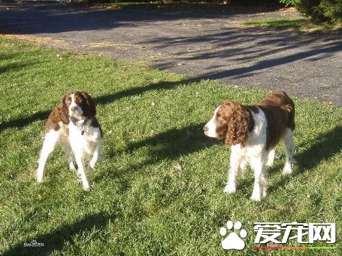 史宾格犬哪里卖,史宾格犬哪里有出售的