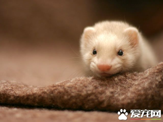 宠物貂生活习性宠物貂顽皮活泼生性好动