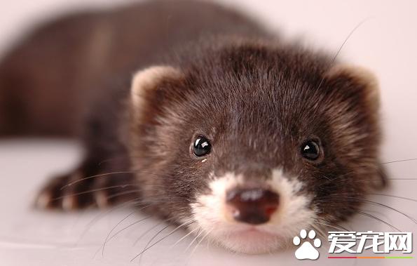 雪貂繁殖全过程,宠物貂如何养胖