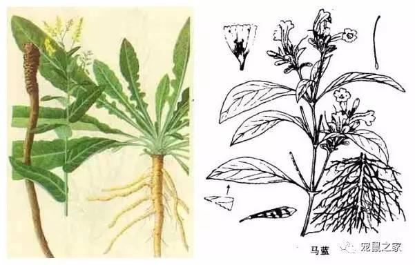 缇庨澶╀笅鍏荤敓澶у笀,缇庨澶╀笅棣欑尓