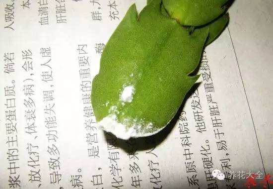 快死的花埋沙里能救活吗,快死的花