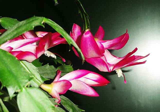 快死的花埋沙里能救活吗,快死的花