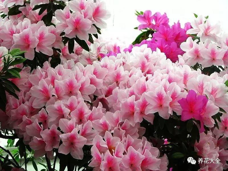 快死的花埋沙里能救活吗,快死的花