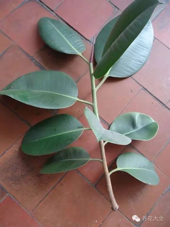 快死的花埋沙里能救活吗,快死的花