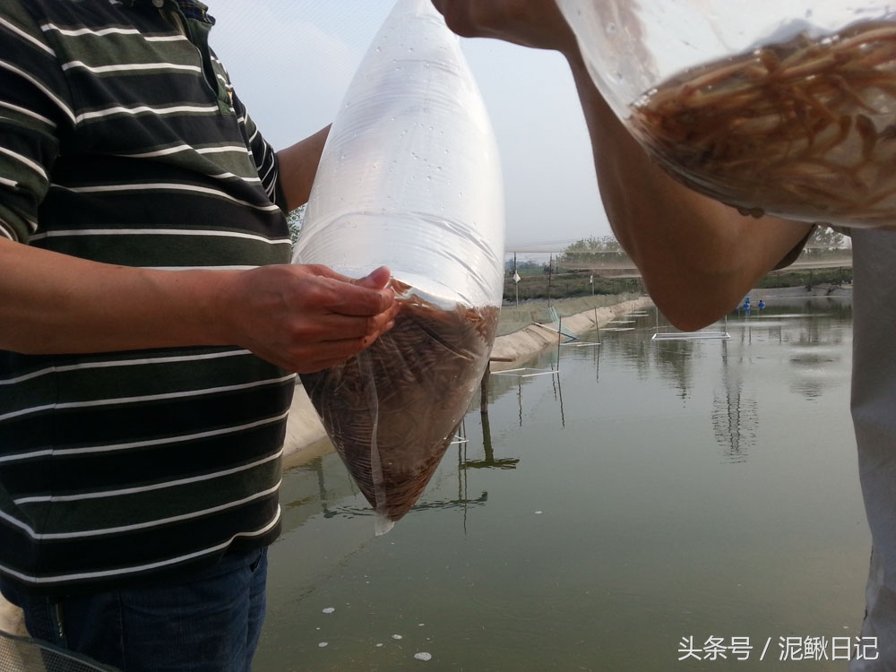 养泥鳅的基本知识有哪些内容,养泥鳅十大忠告