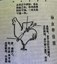 打鸡血的必要性,打鸡血为什么叫做打鸡血