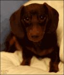 一梦谈狗：养一只公狗和养一只母狗的差距这么大你投票给谁？