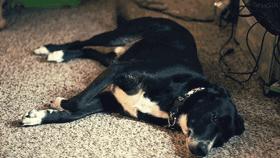 一梦谈狗：养一只公狗和养一只母狗的差距这么大你投票给谁？