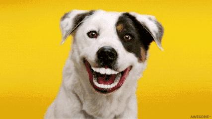 鍋氬畬鍧忎簨灏辫窇鐨勭嫍,鍋氫簡鍧忎簨瑁呭偦