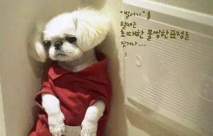 鍋氬畬鍧忎簨灏辫窇鐨勭嫍,鍋氫簡鍧忎簨瑁呭偦