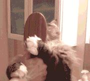 特别贵但是好用的梳子,100块能够买到什么