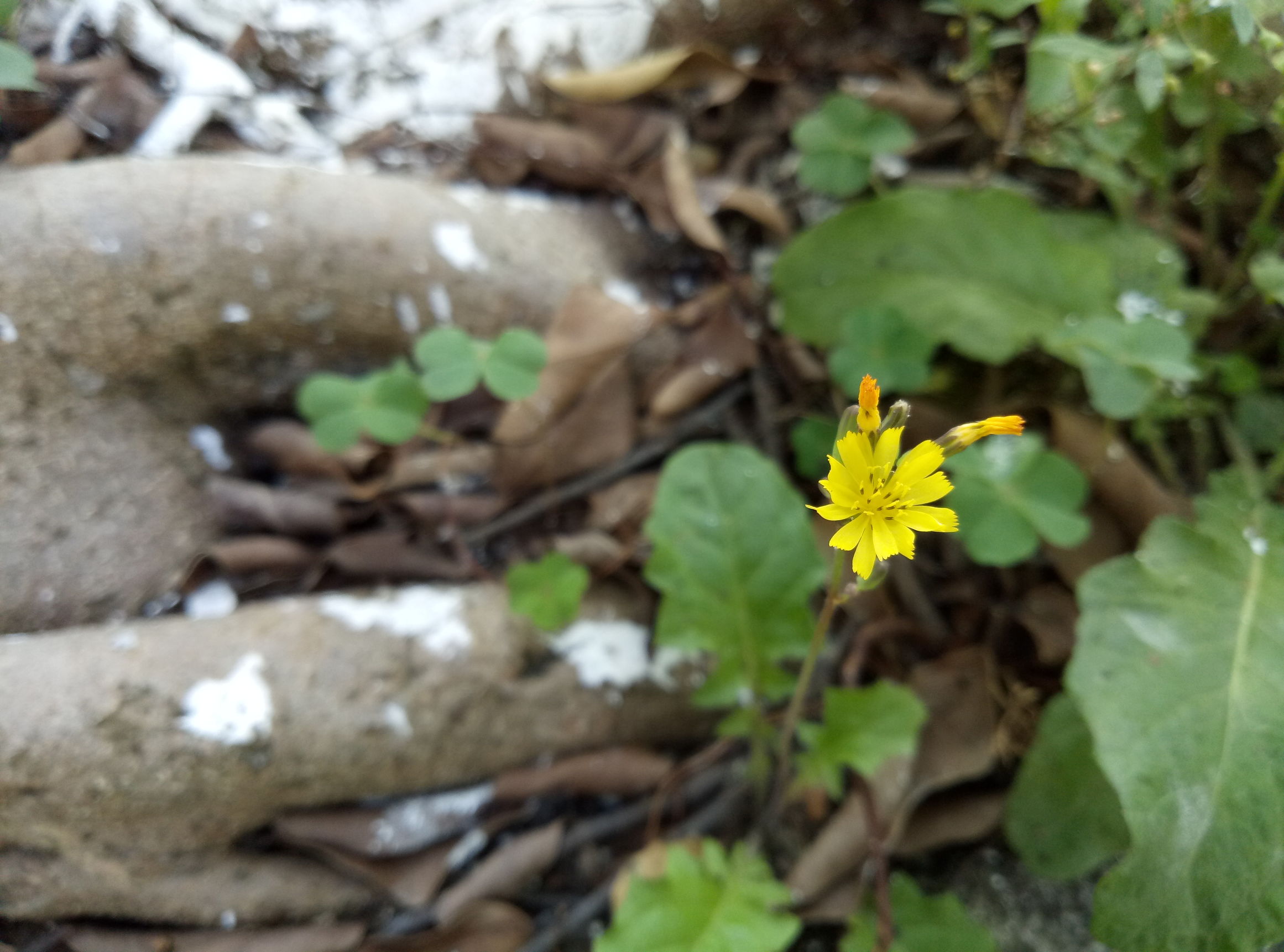 除了红米还有什么手机性价比高,魅蓝note5值得入手么