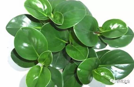 事业位置摆什么好招财,办公桌上摆什么招财助事业