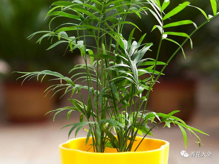 事业位置摆什么好招财,办公桌上摆什么招财助事业