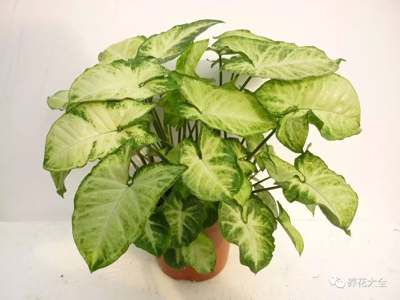 事业位置摆什么好招财,办公桌上摆什么招财助事业