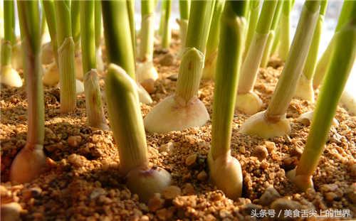 这种美味古人叫它“韭叶芸香”还能预防流感！