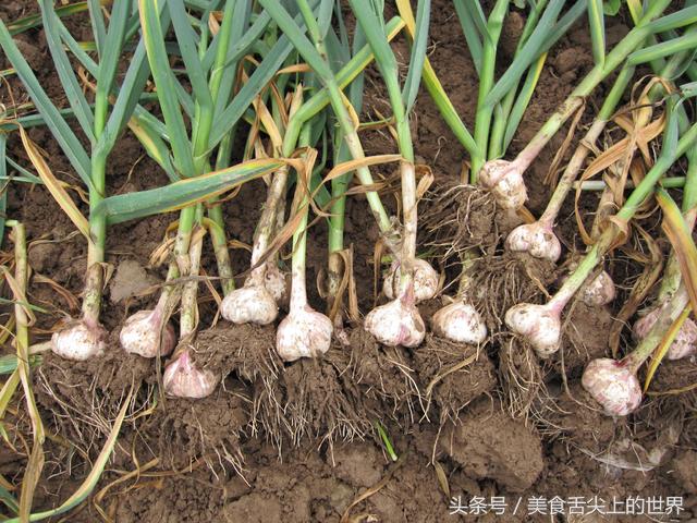 这种美味古人叫它“韭叶芸香”还能预防流感！