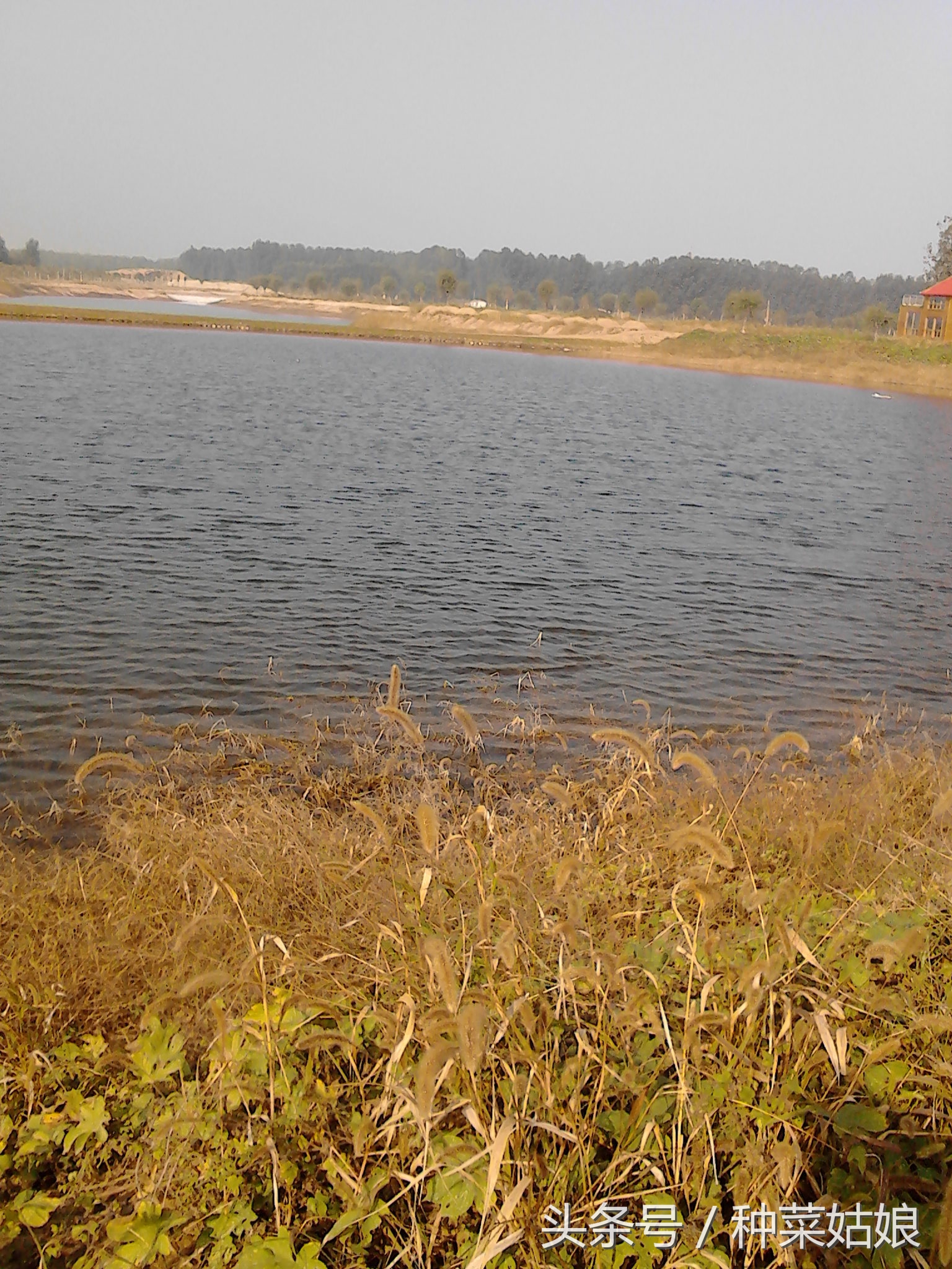 师妹从农村实践回来,说她再也不要学蔬菜