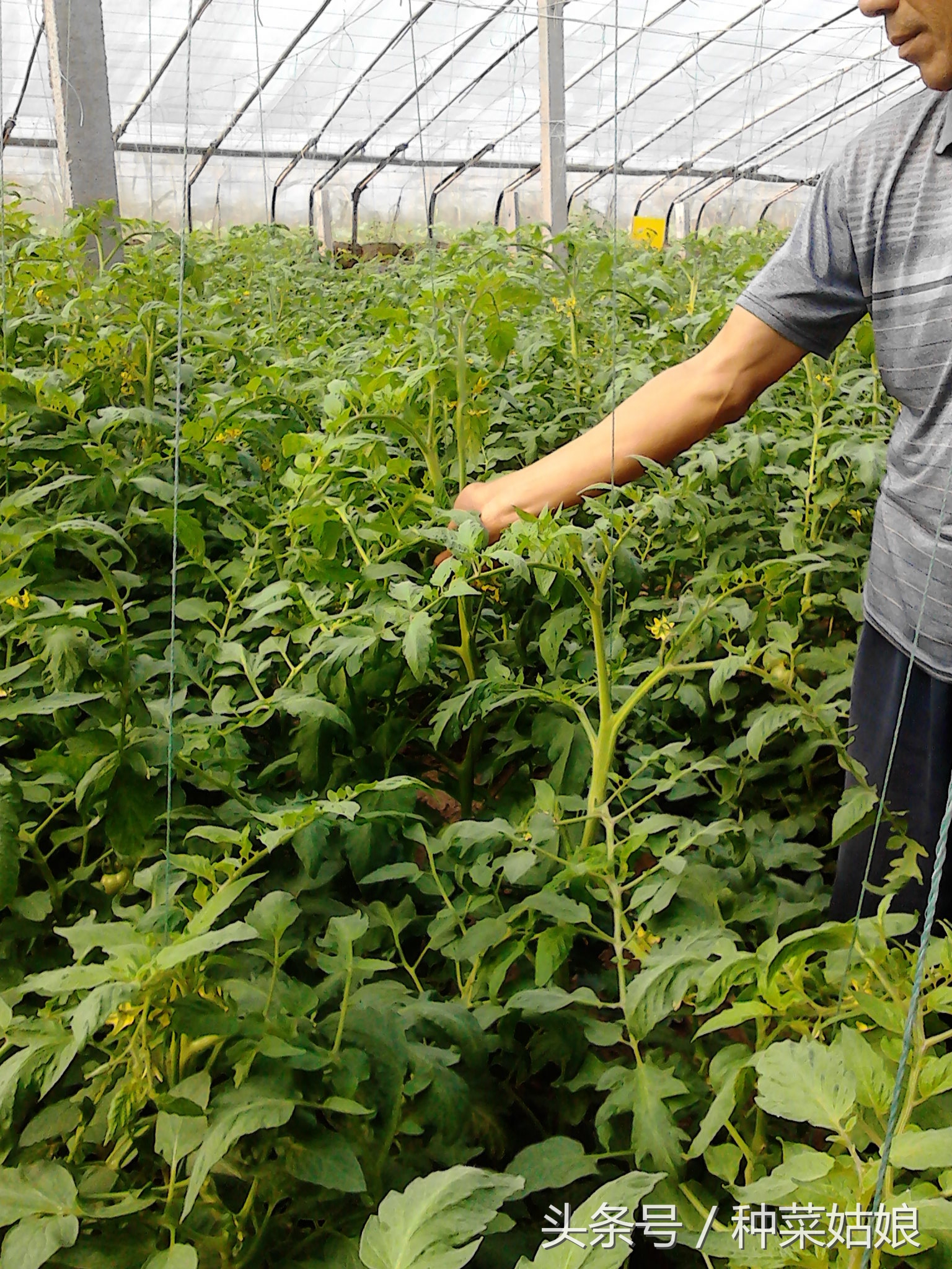 师妹从农村实践回来,说她再也不要学蔬菜