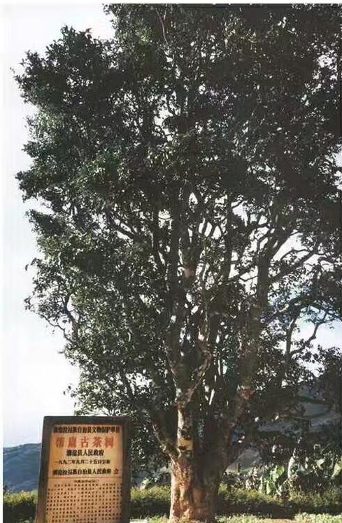 怎么区分乔木是落叶还是常绿,如何分辨台地茶和乔木茶