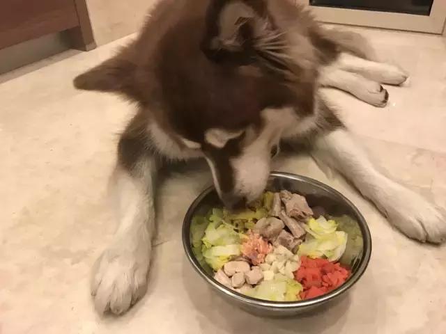 什么狗养起来便宜又不臭,什么狗养起来最省力