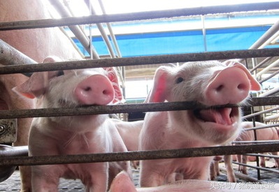 弄清这几点轻松挣钱,养好母猪的关键三点做好就能赚钱