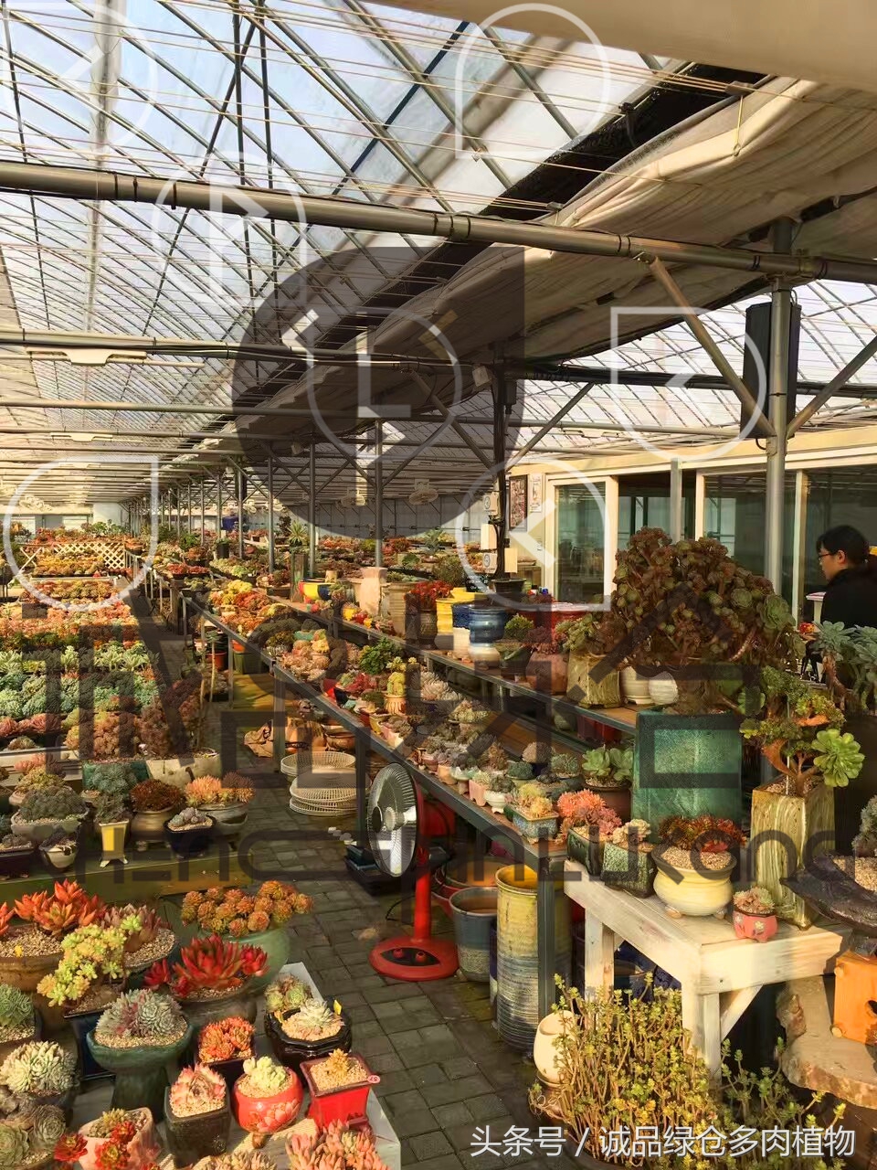 多肉植物大棚直播,密斯达多肉大棚视频