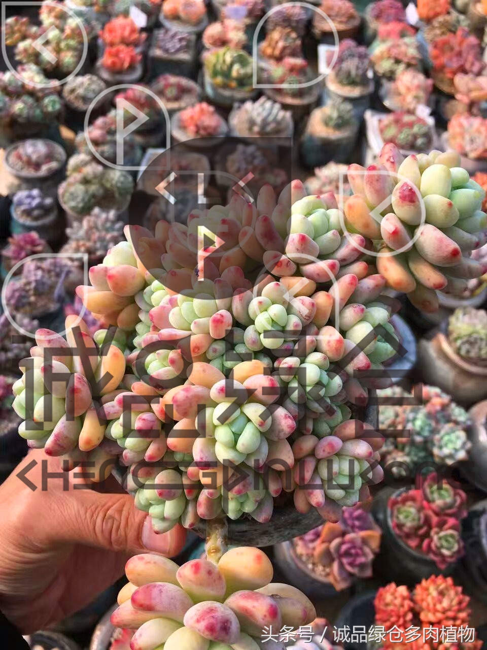 多肉植物大棚直播,密斯达多肉大棚视频