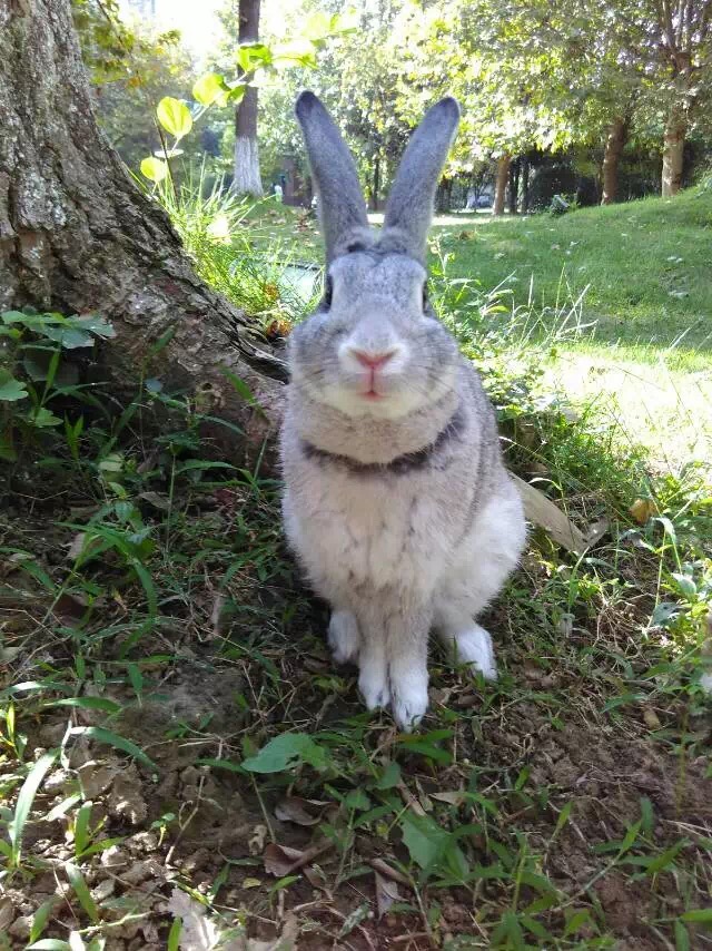 曾经差点病死，两年后可爱得不得了，我是这样养好兔子的