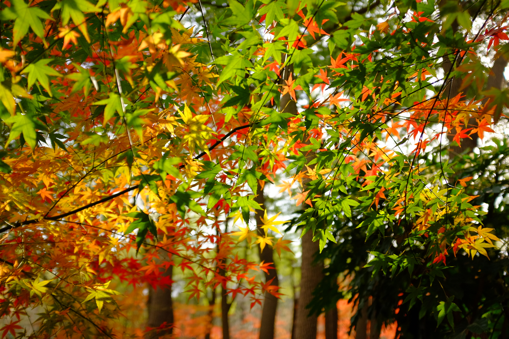 巧用日光白平衡，记录绚烂秋色