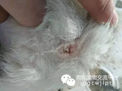 狗狗急性肠胃炎拉稀带血怎么治,狗狗又吐又拉稀带血是什么原因